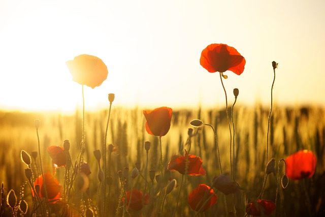 Van fotosynthese tot bloemenpracht: een diepgaande verkenning van het plantenrijk en zijn behoud