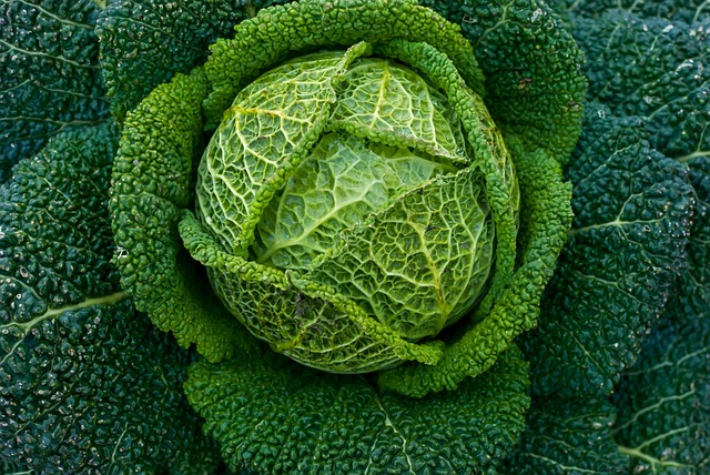 Van zaadje tot oogst: een reis door biologisch tuinieren, compostering en moestuinonderhoud